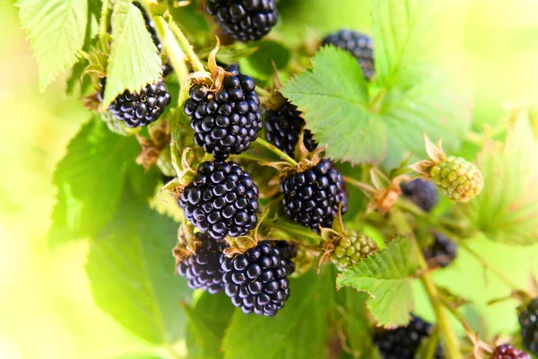 Brombeeren auf einem Ast im Garten — Stockfoto