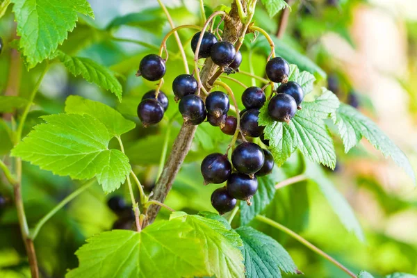 Zwarte bessen in de tuin — Stockfoto