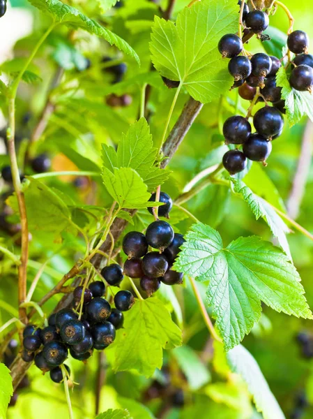 Cassis dans le jardin — Photo