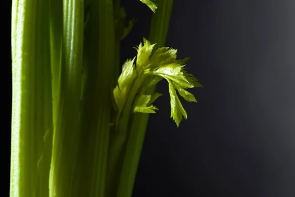 Ferske selleri-staver – stockfoto