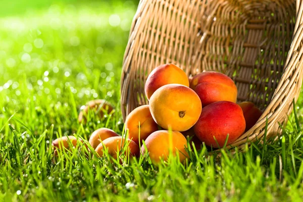 Cesta con albaricoques jugosos frescos sobre una hierba verde  . — Foto de Stock