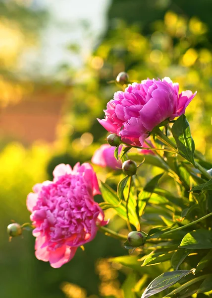 Bloeiende roze pioen in de tuin . — Stockfoto