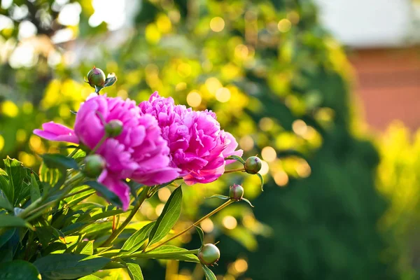 Blommande rosa pion i trädgården . — Stockfoto