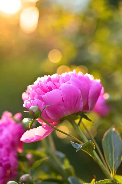 Blommande rosa pion i trädgården . — Stockfoto