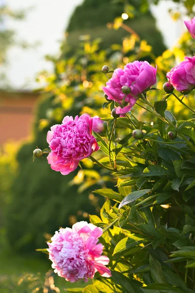 Bloeiende roze pioen in de tuin . — Stockfoto