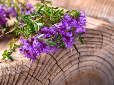 Çiçek açması kekik.