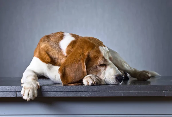 Retrato de un Beagle de pura raza  . — Foto de Stock