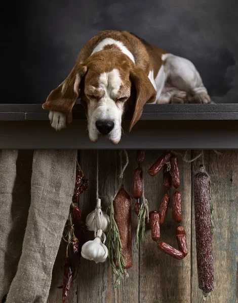 Beagle et saucisses  . — Photo