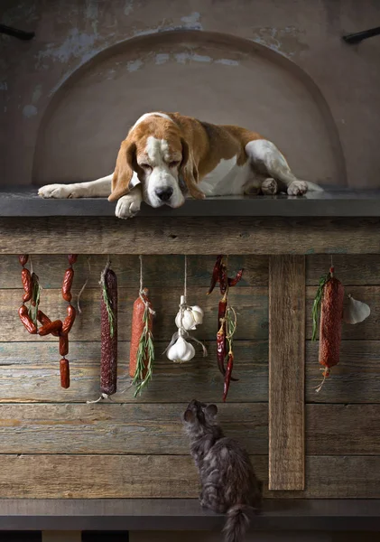 Beagle, chaton et saucisse fumée . — Photo