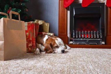 Beagle Noel hediyeleri ile halı üzerinde.