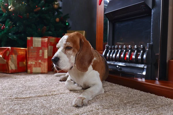 Beagle on the carpet with Christmas gifts. — Stock Photo, Image