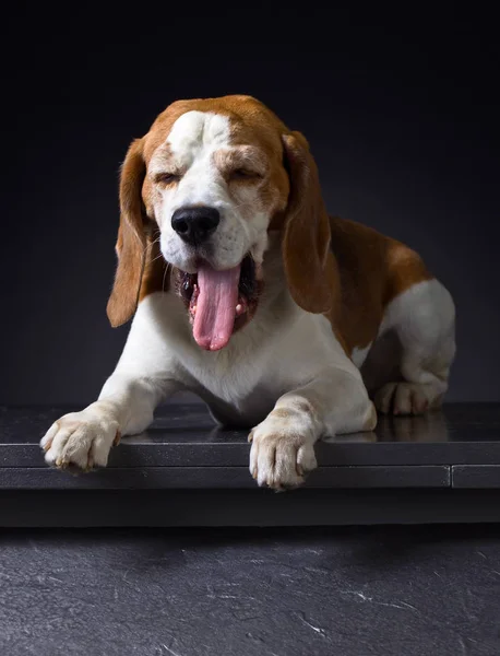Retrato de um Beagle de raça pura  . — Fotografia de Stock