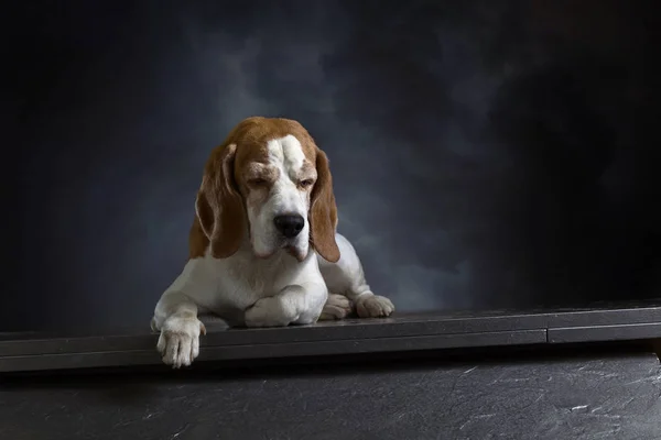 Beagle en el techo de hierro  . — Foto de Stock