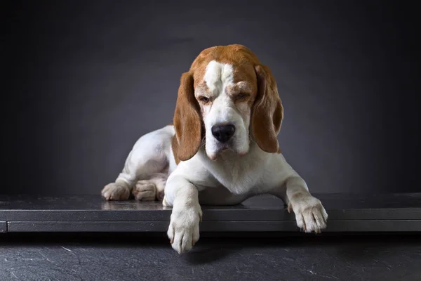 Bir safkan Beagle portresi . — Stok fotoğraf