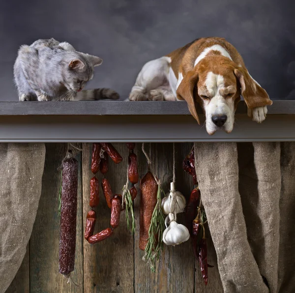 Beagle, yavru kedi ve tütsülenmiş sosis. — Stok fotoğraf