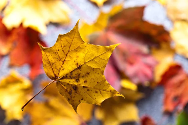 Fond d'automne avec des feuilles d'érable — Photo