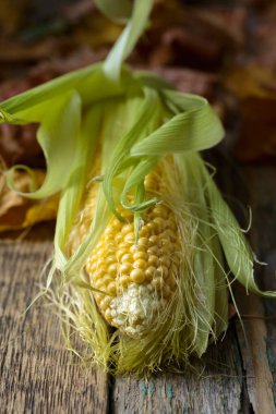 Taze tatlı mısır koçanı üzerinde .