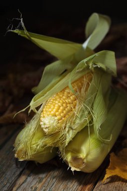 Taze tatlı mısır koçanı üzerinde .