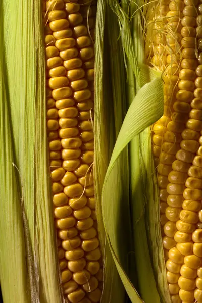 Fresh sweet corn on cobs . — Stock Photo, Image