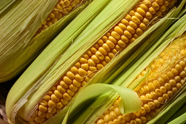 Fresh sweet corn on cobs . — Stock Photo, Image