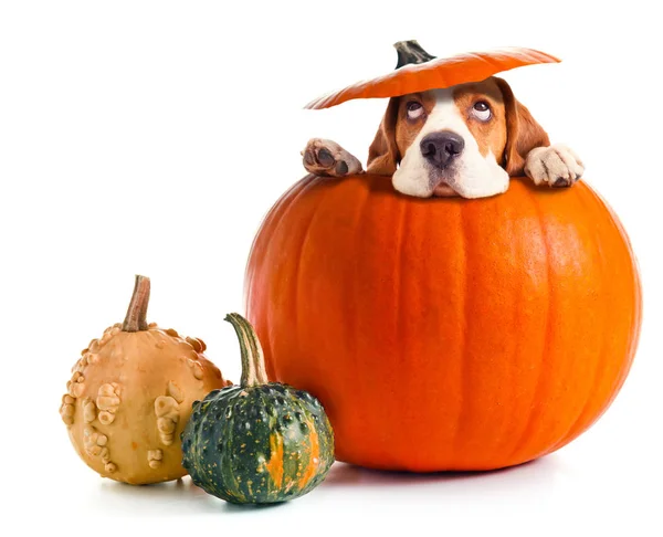Scared beagle in pumpkin . — Stock Photo, Image