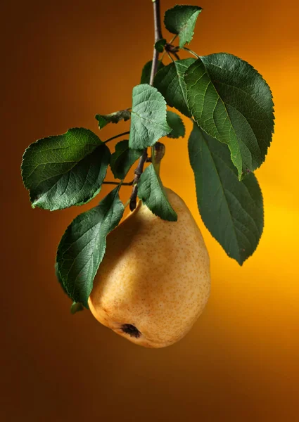 Yellow pear on a branch. — Stock Photo, Image