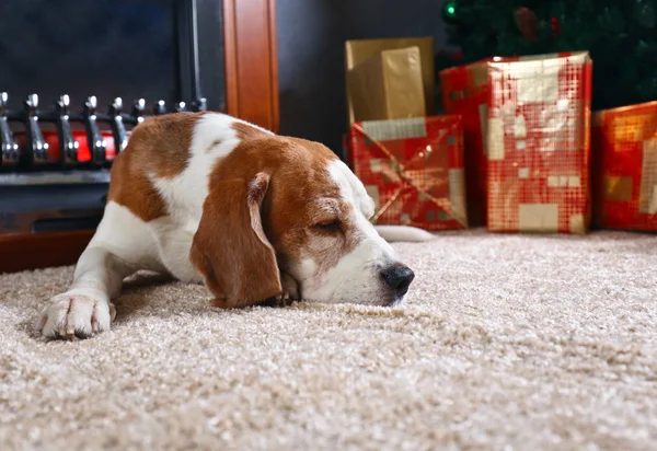 Noel hediyeleri önünde ile halı üzerinde yalnız bir beagle