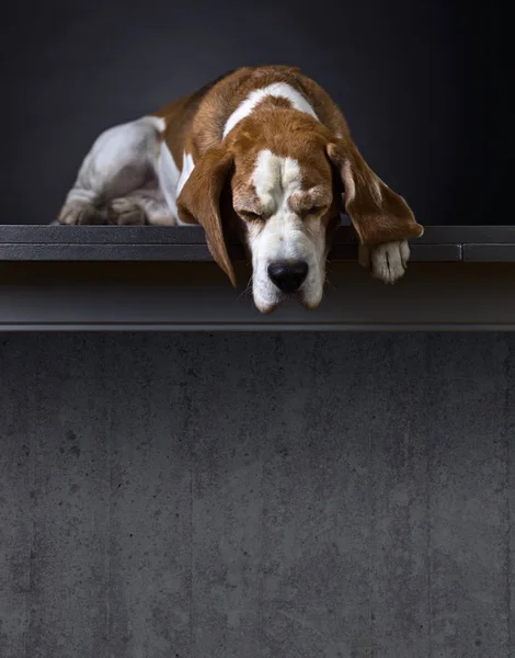 純血種のビーグル犬の肖像画 . — ストック写真