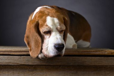 Bir safkan Beagle portresi .