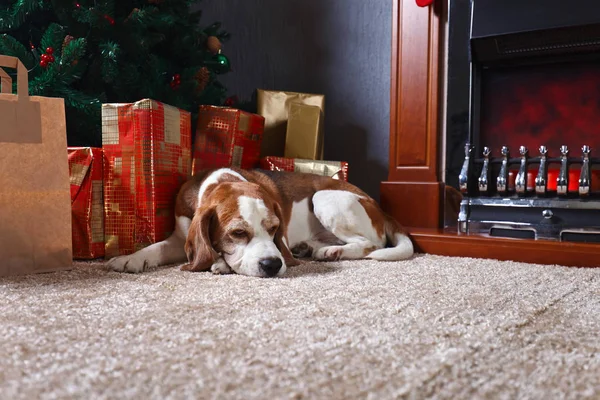 Noel hediyeleri önünde ile halı üzerinde yalnız bir beagle