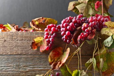 Üzüm üzüm yaprakları ile.