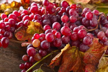 Üzüm üzüm yaprakları ile.