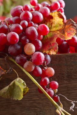 Üzüm üzüm yaprakları ile.