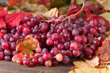 Üzüm üzüm yaprakları ile.