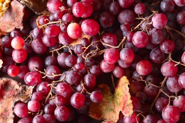 Üzüm üzüm yaprakları ile.