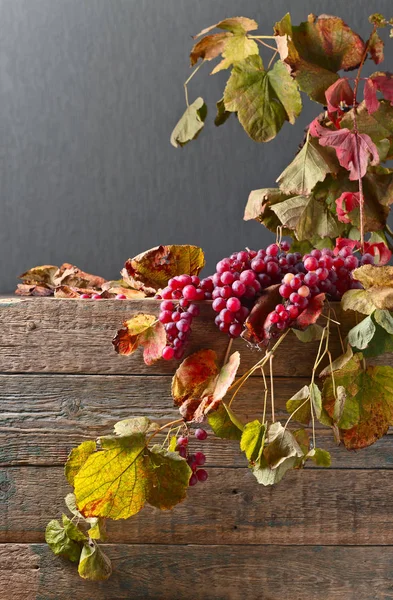 Uvas con hojas de uva . —  Fotos de Stock