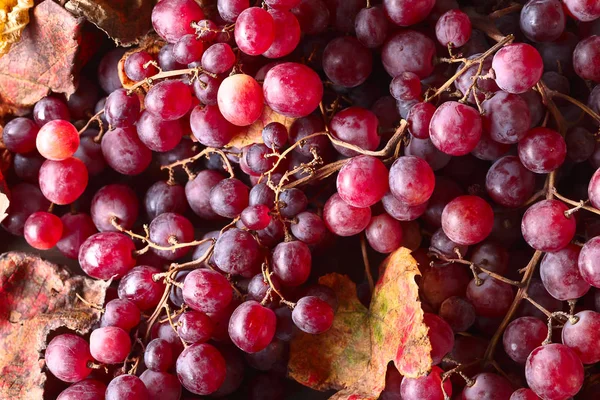 Üzüm üzüm yaprakları ile.