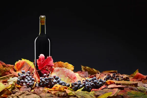 Vinho tinto, uvas e folhas secas de videira  . — Fotografia de Stock