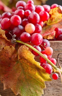 Üzüm üzüm yaprakları ile.