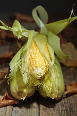 mısır koçanı üzerinde .