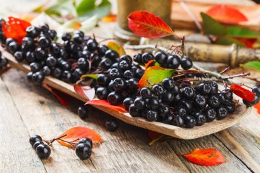 Aronia with autumn leaves . clipart
