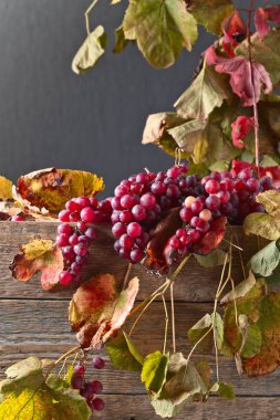 Üzüm üzüm yaprakları ile.