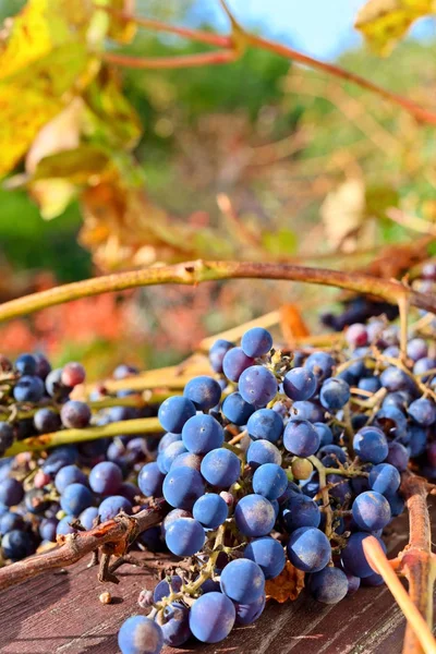 Maturazione uva blu in vigna  . — Foto Stock