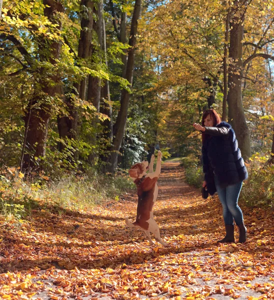 Passeggiate nel parco . — Foto Stock