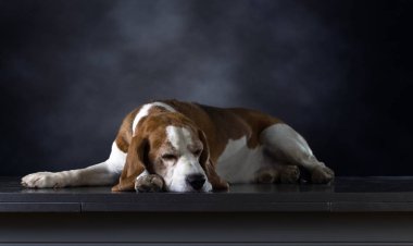 Yaşlı safkan Beagle .