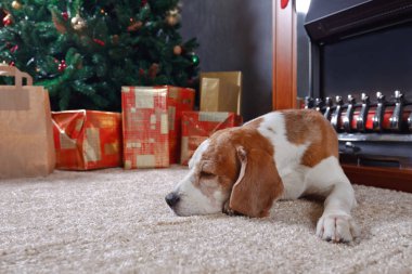 Beagle yakınındaki bir Noel ağacı.