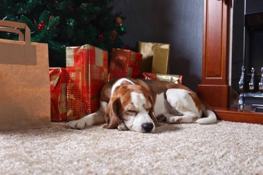 Beagle yakınındaki bir Noel ağacı.