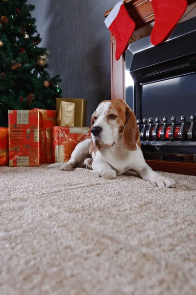 Beagle in der Nähe eines Weihnachtsbaums. — Stockfoto