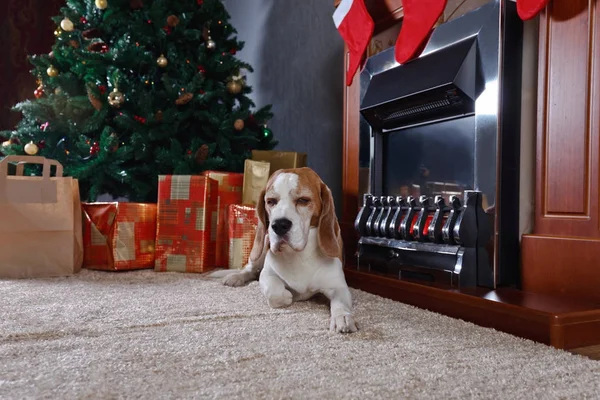 Beagle in der Nähe eines Weihnachtsbaums. — Stockfoto