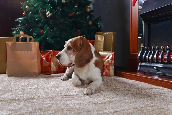Beagle in der Nähe eines Weihnachtsbaums. — Stockfoto